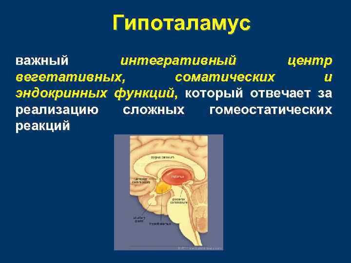 Гипоталамус важный интегративный центр вегетативных, соматических и эндокринных функций, который отвечает за реализацию сложных