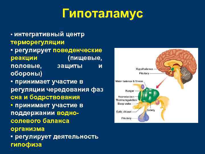 Гипоталамус • интегративный центр терморегуляции • регулирует поведенческие реакции (пищевые, половые, защиты и обороны)