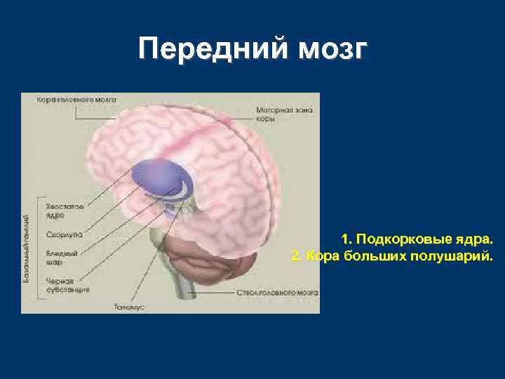 Передний мозг 1. Подкорковые ядра. 2. Кора больших полушарий. 