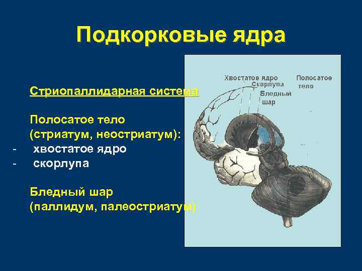 Подкорковые ядра Стриопаллидарная система - Полосатое тело (стриатум, неостриатум): хвостатое ядро скорлупа Бледный шар