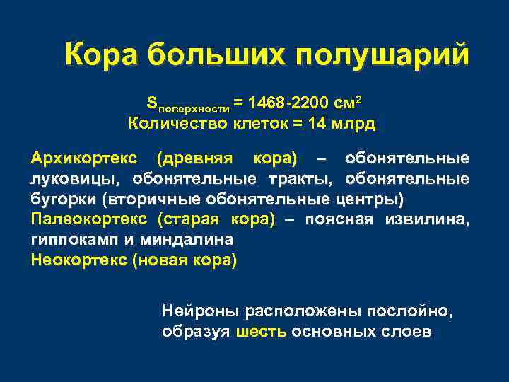 Кора больших полушарий Sповерхности = 1468 -2200 см 2 Количество клеток = 14 млрд