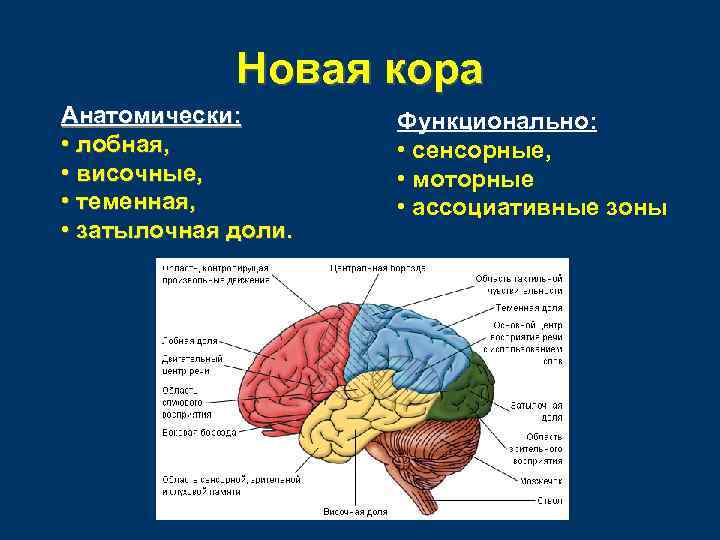 Новая кора Анатомически: • лобная, • височные, • теменная, • затылочная доли. Функционально: •