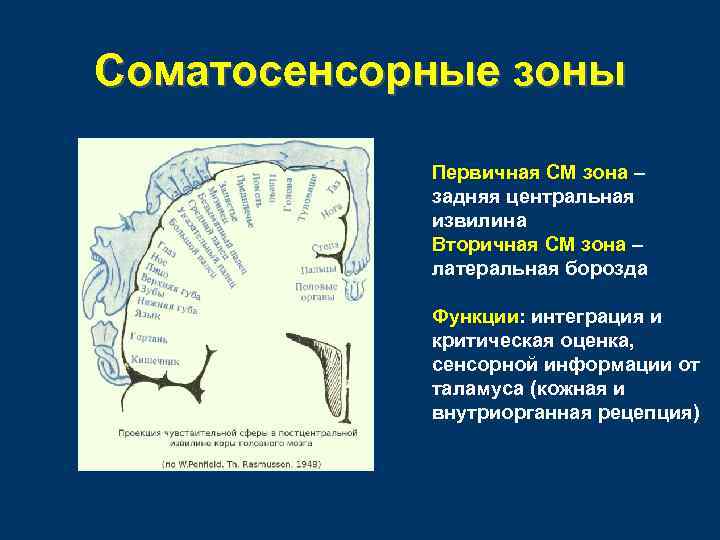 Соматосенсорные зоны Первичная СМ зона – задняя центральная извилина Вторичная СМ зона – латеральная