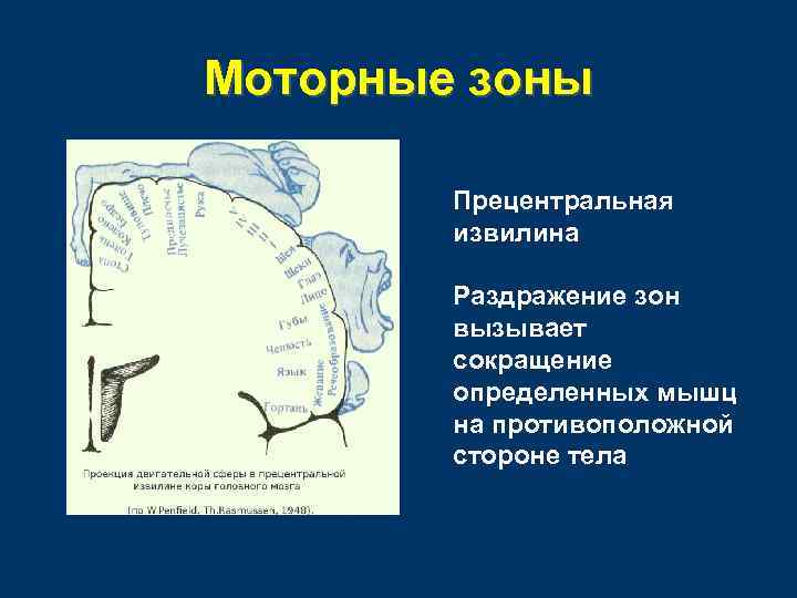 Моторные зоны Прецентральная извилина Раздражение зон вызывает сокращение определенных мышц на противоположной стороне тела