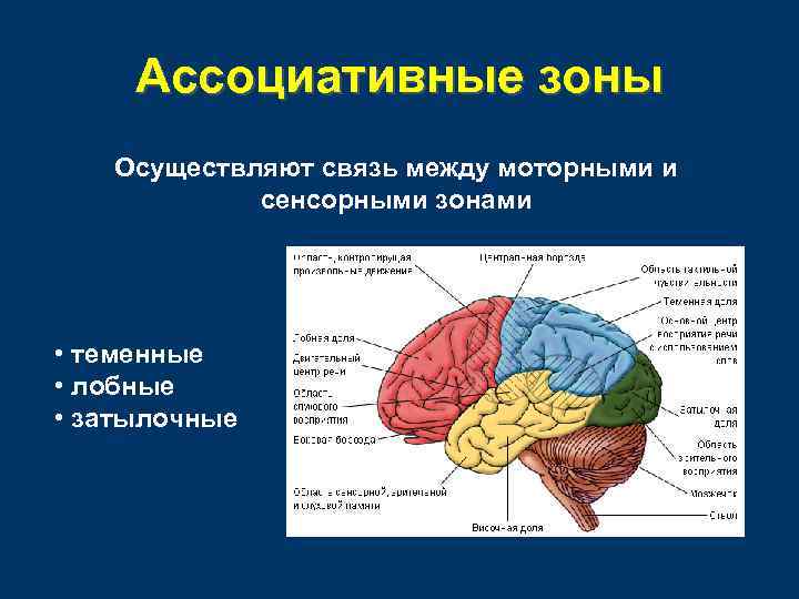 Ассоциативные зоны Осуществляют связь между моторными и сенсорными зонами • теменные • лобные •