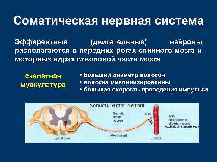 Соматическая нервная система Эфферентные (двигательные) нейроны располагаются в передних рогах спинного мозга и моторных