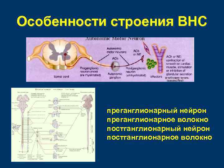 Особенности строения ВНС преганглионарный нейрон преганглионарное волокно постганглионарный нейрон постганглионарное волокно 