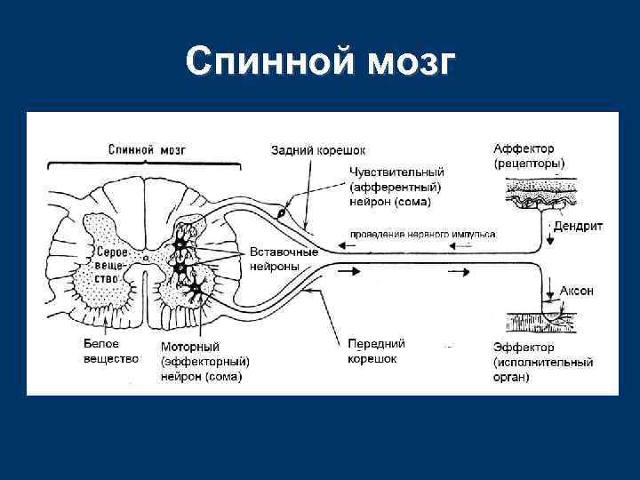 Спинной мозг 