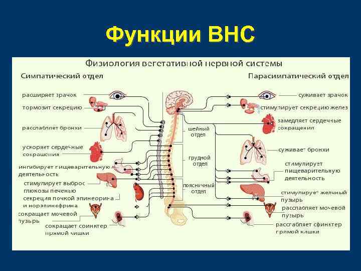 Функции ВНС 