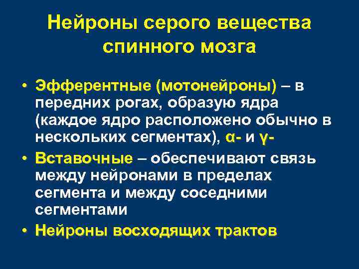 Нейроны серого вещества спинного мозга • Эфферентные (мотонейроны) – в передних рогах, образую ядра