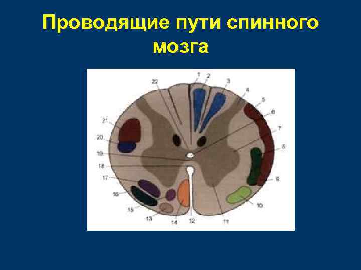 Проводящие пути спинного мозга 