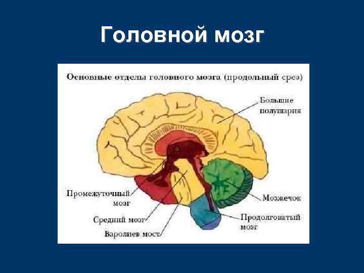 Головной мозг 