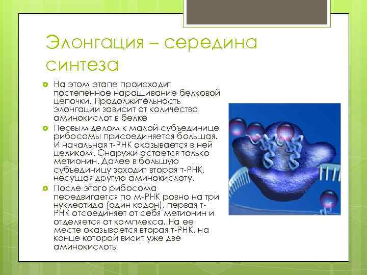 Элонгация – середина синтеза На этом этапе происходит постепенное наращивание белковой цепочки. Продолжительность элонгации