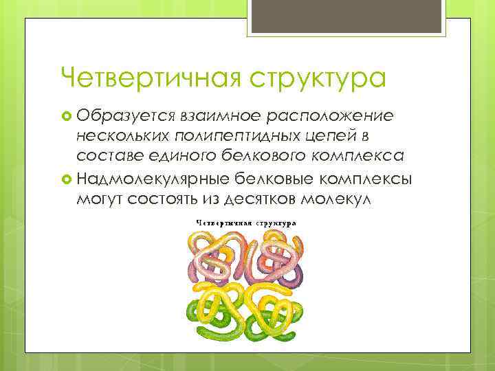 Четвертичная структура Образуется взаимное расположение нескольких полипептидных цепей в составе единого белкового комплекса Надмолекулярные