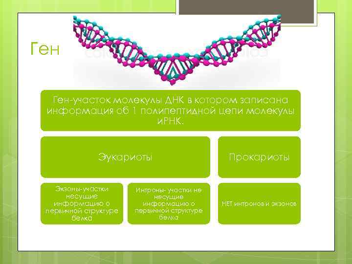 Ген Ген-участок молекулы ДНК в котором записана информация об 1 полипептидной цепи молекулы и.