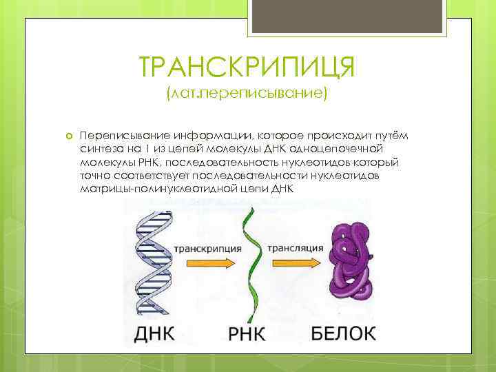 ТРАНСКРИПИЦЯ (лат. переписывание) Переписывание информации, которое происходит путём синтеза на 1 из цепей молекулы