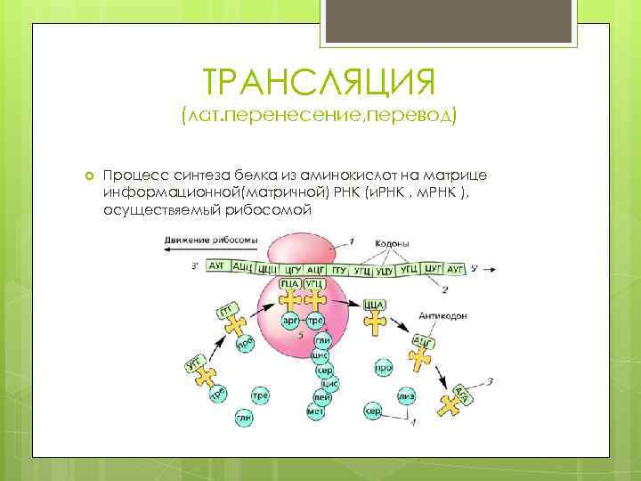 ТРАНСЛЯЦИЯ (лат. перенесение, перевод) Процесс синтеза белка из аминокислот на матрице информационной(матричной) РНК (и.