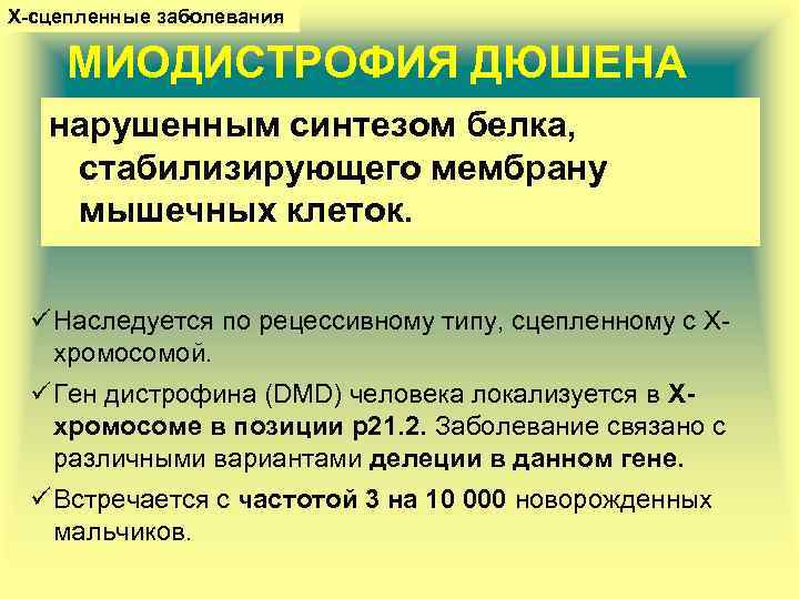 Х-сцепленные заболевания МИОДИСТРОФИЯ ДЮШЕНА нарушенным синтезом белка, стабилизирующего мембрану мышечных клеток. ü Наследуется по