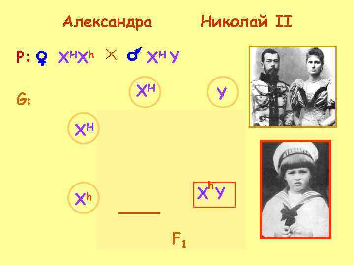 Александра Р: XH Xh Николай II XH Y XH G: Y XH h X