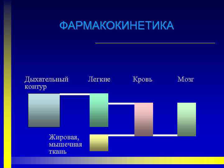 ФАРМАКОКИНЕТИКА Дыхательный контур Жировая, мышечная ткань Легкие Кровь Мозг 