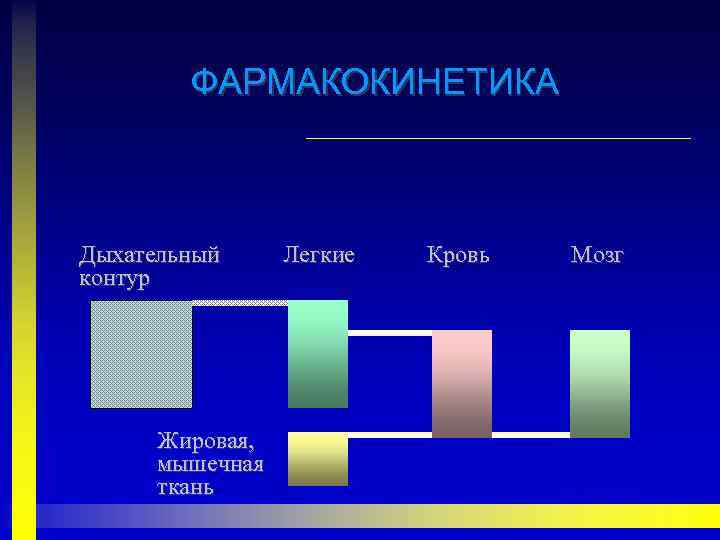 ФАРМАКОКИНЕТИКА Дыхательный контур Жировая, мышечная ткань Легкие Кровь Мозг 