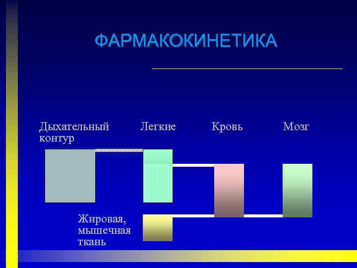 ФАРМАКОКИНЕТИКА Дыхательный контур Жировая, мышечная ткань Легкие Кровь Мозг 