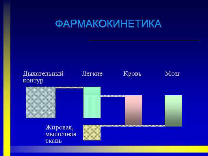ФАРМАКОКИНЕТИКА Дыхательный контур Жировая, мышечная ткань Легкие Кровь Мозг 
