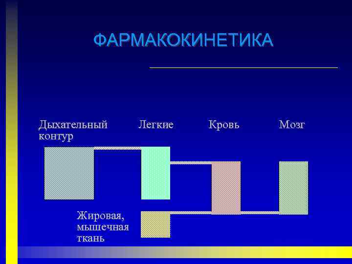 ФАРМАКОКИНЕТИКА Дыхательный контур Жировая, мышечная ткань Легкие Кровь Мозг 