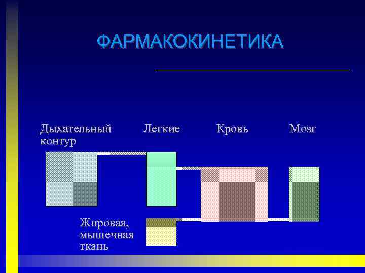 ФАРМАКОКИНЕТИКА Дыхательный контур Жировая, мышечная ткань Легкие Кровь Мозг 