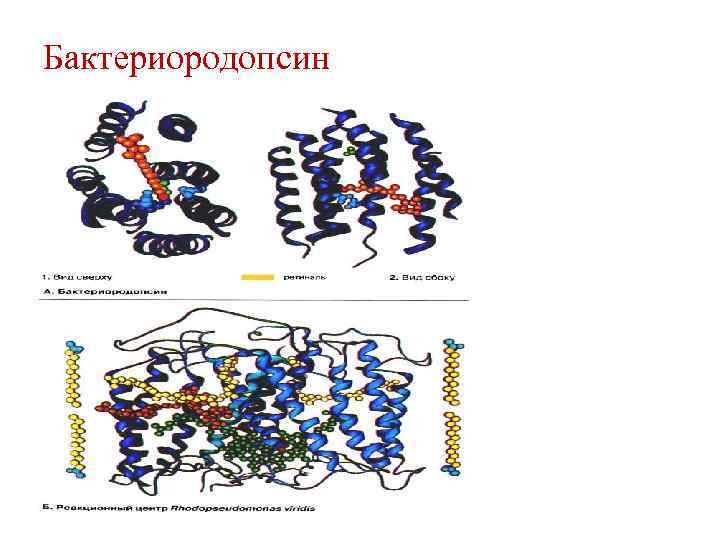 Бактериородопсин 