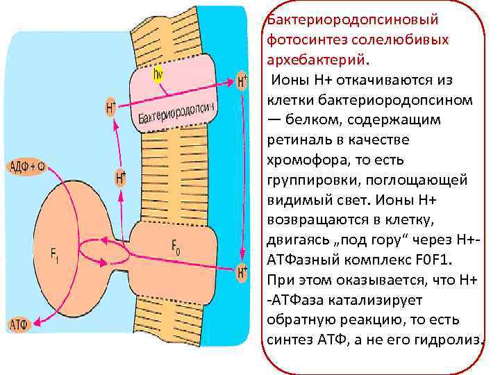 Бактериородопсиновый фотосинтез солелюбивых архебактерий. Ионы H+ откачиваются из клетки бактериородопсином — белком, содержащим ретиналь