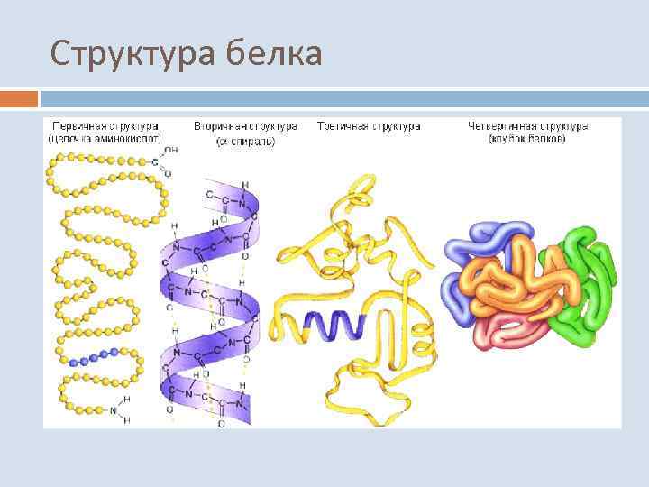 Структура белка 