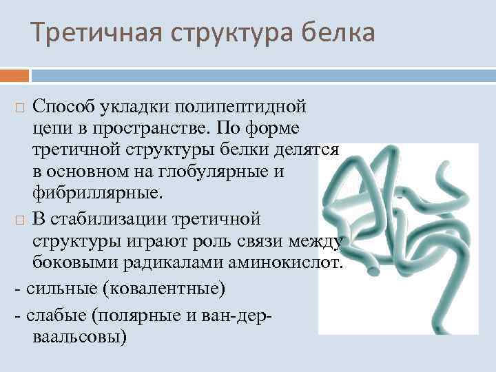 Третичная структура белка Способ укладки полипептидной цепи в пространстве. По форме третичной структуры белки