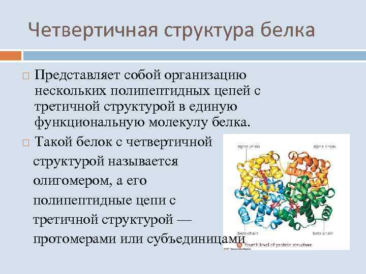 Четвертичная структура белка Представляет собой организацию нескольких полипептидных цепей с третичной структурой в единую
