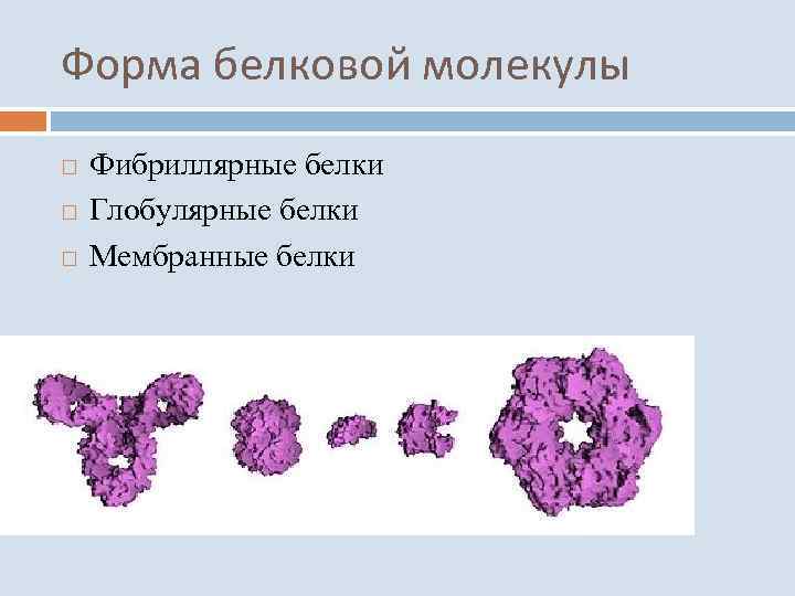 Форма белковой молекулы Фибриллярные белки Глобулярные белки Мембранные белки 