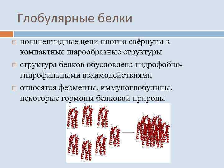 Глобулярные белки полипептидные цепи плотно свёрнуты в компактные шарообразные структуры структура белков обусловлена гидрофобногидрофильными