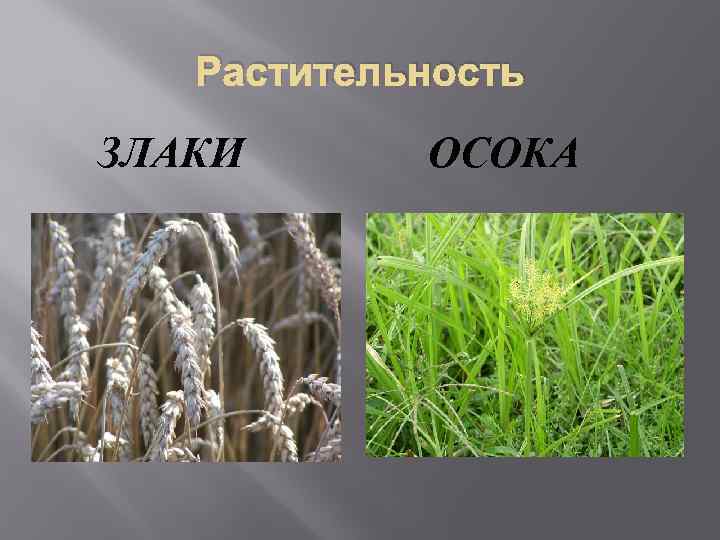 Растительность ЗЛАКИ ОСОКА 