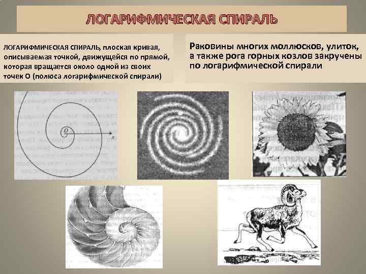 Логарифмическая спираль картинки