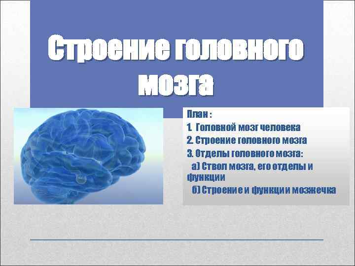 Строение головного мозга План : 1. Головной мозг человека 2. Строение головного мозга 3.