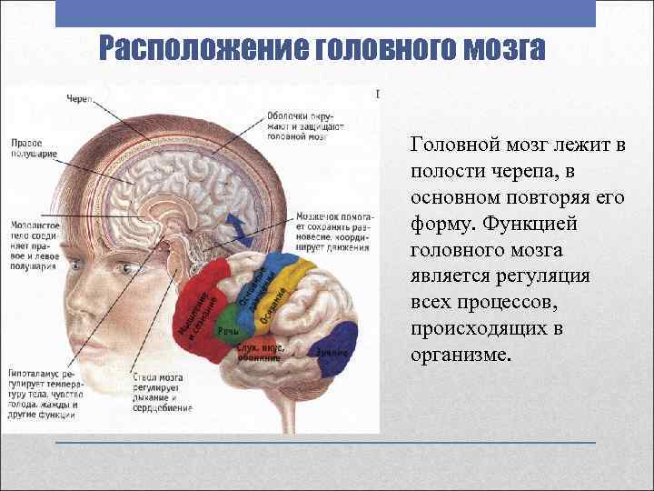 Расположение головного мозга Головной мозг лежит в полости черепа, в основном повторяя его форму.