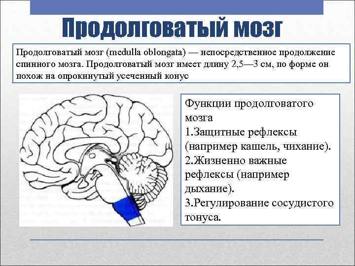 Продолговатый мозг (medulla oblongata) — непосредственное продолжение спинного мозга. Продолговатый мозг имеет длину 2,
