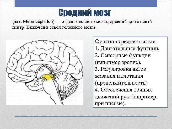 Средний мозг (лат. Mesencephalon) — отдел головного мозга, древний зрительный центр. Включен в ствол