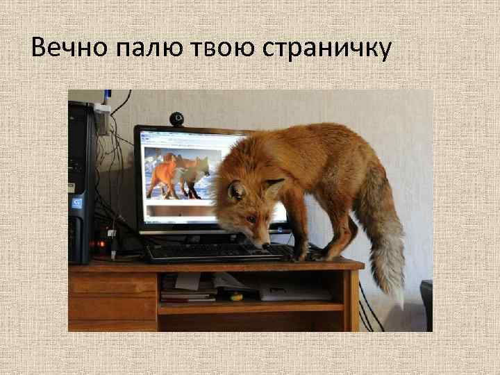 Вечно палю твою страничку 