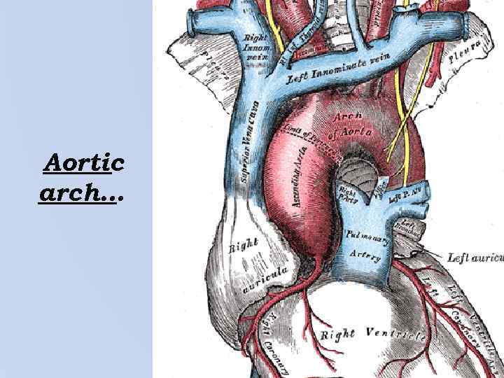 Aortic arch… 