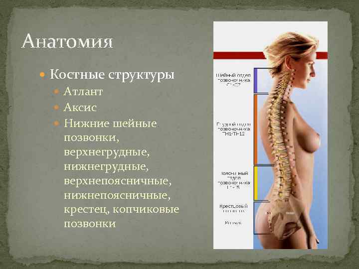 Анатомия Костные структуры Атлант Аксис Нижние шейные позвонки, верхнегрудные, нижнегрудные, верхнепоясничные, нижнепоясничные, крестец, копчиковые