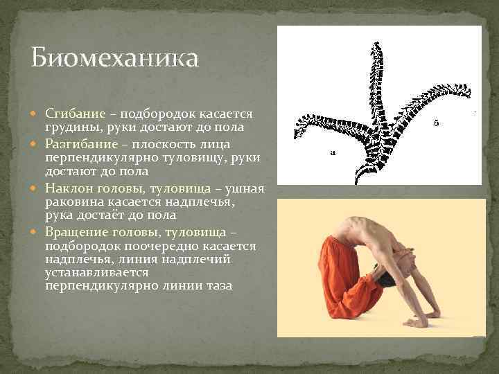 Биомеханика Сгибание – подбородок касается грудины, руки достают до пола Разгибание – плоскость лица