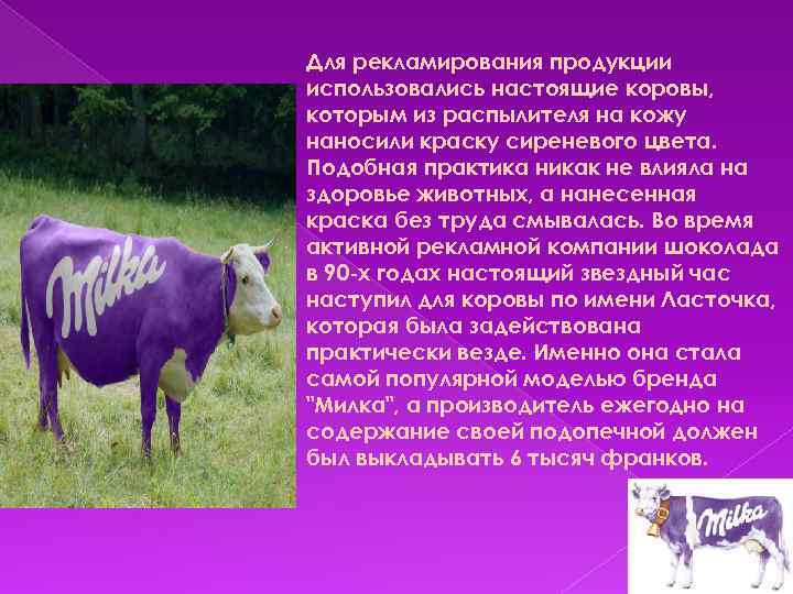 Для рекламирования продукции использовались настоящие коровы, которым из распылителя на кожу наносили краску сиреневого
