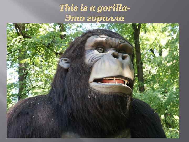 This is a gorilla. Это горилла 