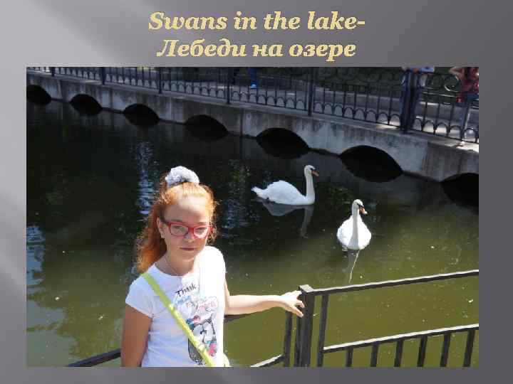 Swans in the lake. Лебеди на озере 