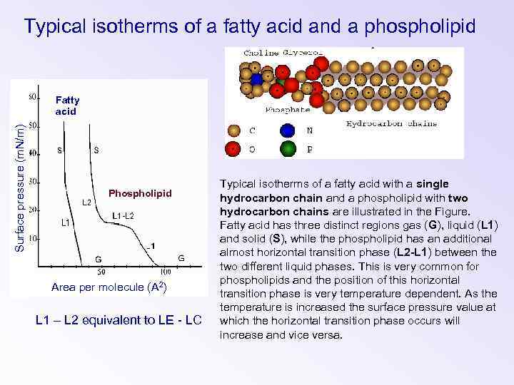 Typical isotherms of a fatty acid and a phospholipid Surface pressure (m. N/m) Fatty